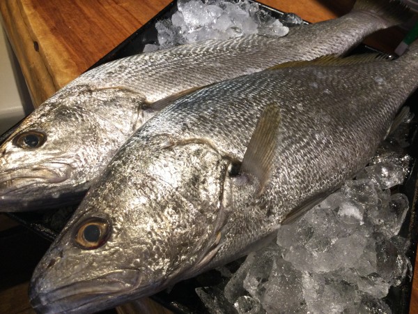 本日のランチお魚は【ニベ】。ディナーは18:30以降人気です。